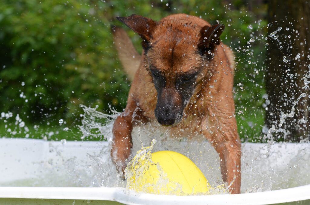 Hundepool Dein Hund liebt Wasser