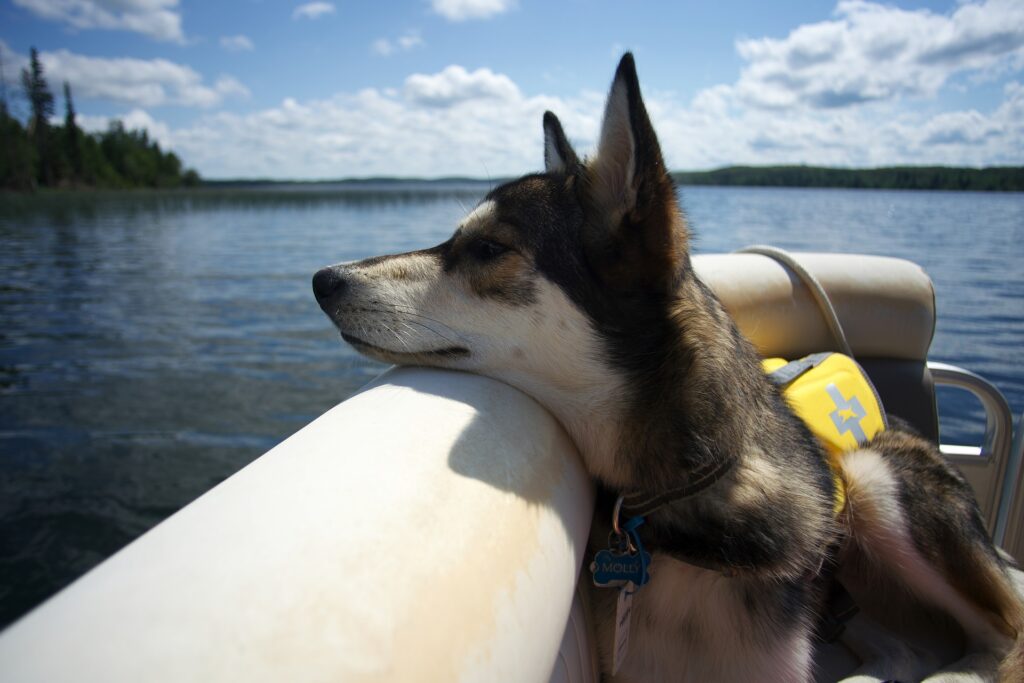 Hundeschwimmweste lange Bootsausfluege